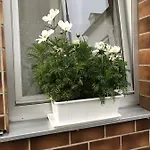 Apartament Loehr *
