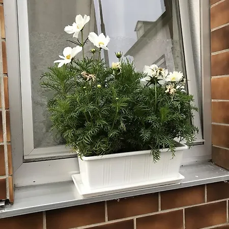 Apartament Loehr *